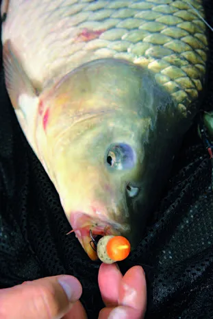 Boilies (partea 1) - timp pentru a prinde crap