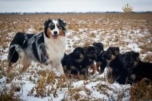 С какво да храним кученце Amstaff, моето кученце