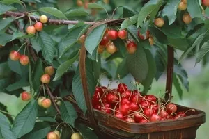 Cherry ültetés és gondozás a külvárosban - a mágikus növények