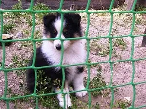 С какво да храним кученце Amstaff, моето кученце