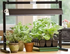 Sós otthon hogyan nő egy ablakpárkányon gyógynövény