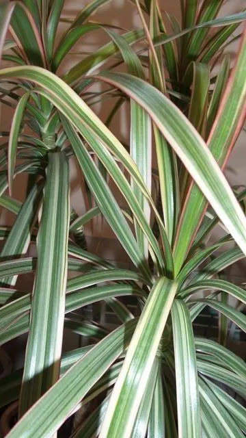 Patru Dracaena și yucca!