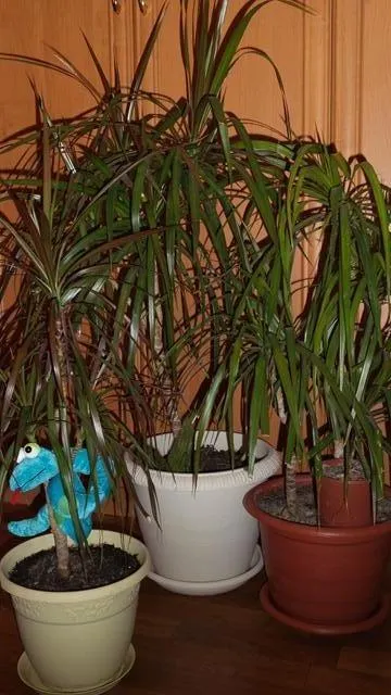 Patru Dracaena și yucca!