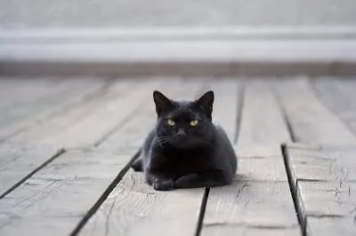Fekete macska jelek és babonák - az életem