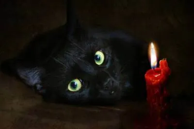 Черна котка знаци и суеверия - моят живот