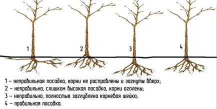 Cherry legelőit, hogy mit válasszon, és hogyan kell ültetni