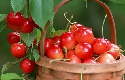 Cherry legelőit, hogy mit válasszon, és hogyan kell ültetni