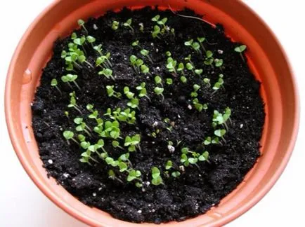 Sós otthon hogyan nő egy ablakpárkányon gyógynövény