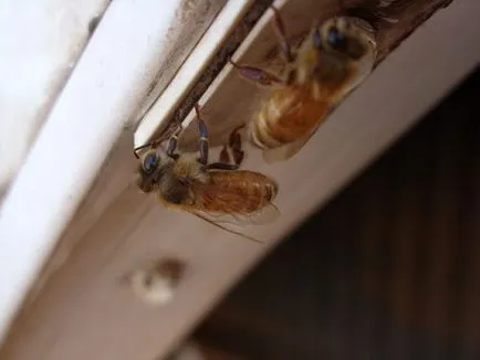 Gurgles légkondicionáló, önellenőrzés, ha ki van kapcsolva, így