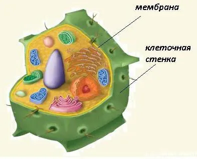 Care este funcția de structura membranei și membrana
