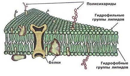 Care este funcția de structura membranei și membrana