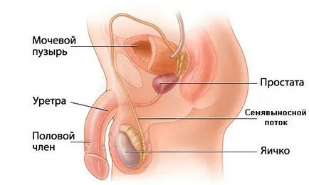 Ce este prostata la barbati si ce funcția ei