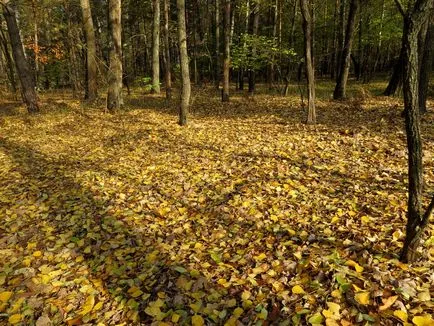 Mit kell tudni a Babi nyár, orosz Seven