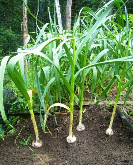 Ce a planta coacaze aproape, aceasta cabana!