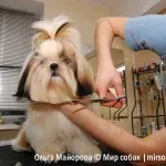 Ápolás Shih Tzu