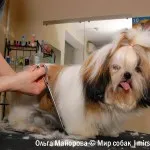 Ápolás Shih Tzu