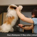 Ápolás Shih Tzu