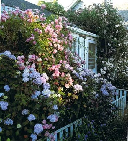 Ideea de decorare grădină - cum de a decora peretele balcon plante casa si casa scarii, proiectare țară