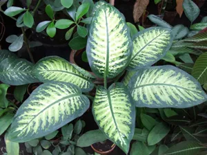 Dieffenbachia цвете у дома