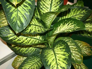 Dieffenbachia virág otthon