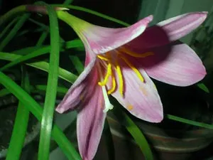 Virág zephyranthes - ellátás öntözés, ültetés, reprodukció