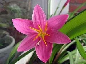 zephyranthes flori - udare de îngrijire, transplantare, reproducerea