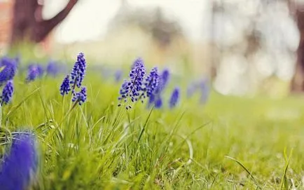 Descrierea flori Muscari de ce este numit