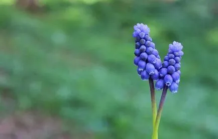 Descrierea flori Muscari de ce este numit