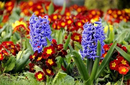 Цвете Muscari описание защо тя се нарича