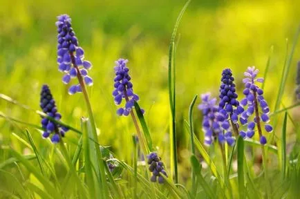 Цвете Muscari описание защо тя се нарича