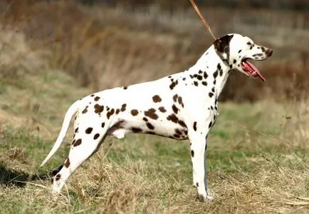 Dalmate (Dalmatieni) - descrierea câinelui rasa, fotografie, de îngrijire pentru câini țipătoare, pui, pepiniere