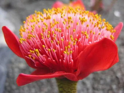 Flower haemanthus de îngrijire la domiciliu, ce să facă, dacă nu în floare și alte boli