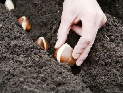 Flori sub iarna, care pot fi plantate perene, bulbi, anuale, reguli de plantare în toamna