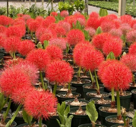 Flower haemanthus de îngrijire la domiciliu, ce să facă, dacă nu în floare și alte boli