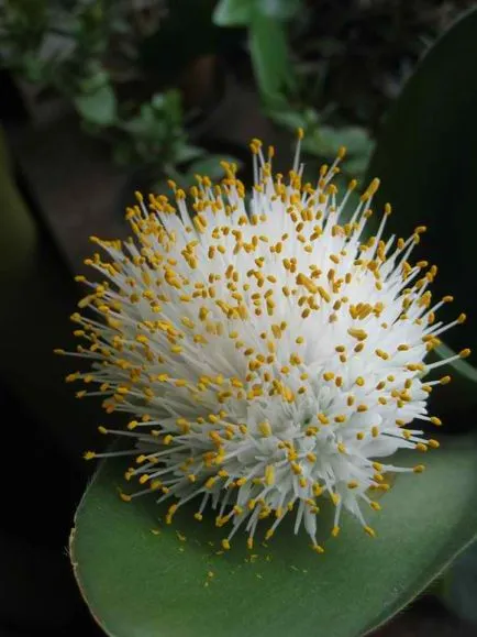 Flower haemanthus de îngrijire la domiciliu, ce să facă, dacă nu în floare și alte boli