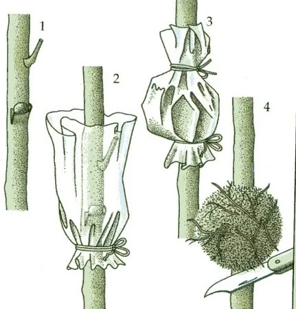 Dieffenbachia - îngrijire la domiciliu