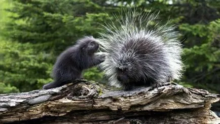 Porcupine където той живее, това, което яде, как се размножава