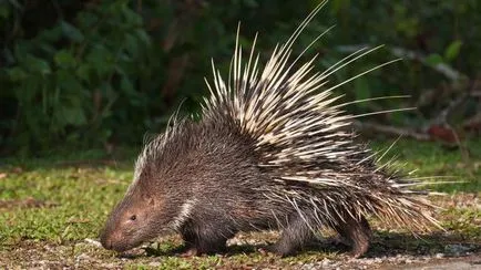 Porcupine, ahol él, mit eszik, hogyan szaporodik