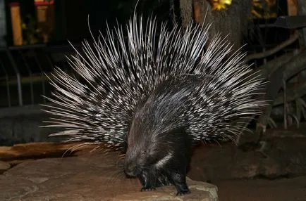 Porcupine crestate sau crestate descriere Porcupine, foto și video