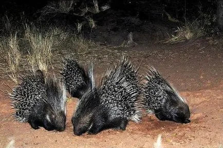 Porcupine където той живее, това, което яде, как се размножава