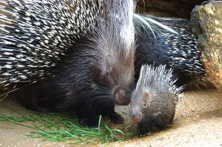 Porcupine crestate sau crestate descriere Porcupine, foto și video