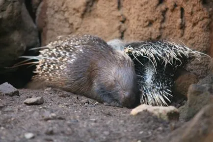 Porcupine crestate sau crestate descriere Porcupine, foto și video