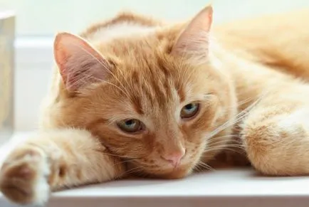 Диспепсия при котките причинява, диагностика и лечение