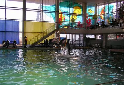 терапия на делфините в санаториум на Крим