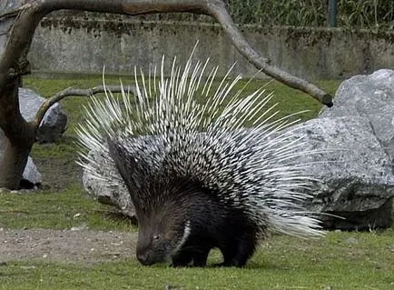 Porcupine crestate sau crestate descriere Porcupine, foto și video