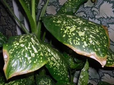 Dieffenbachia - otthoni gondozást