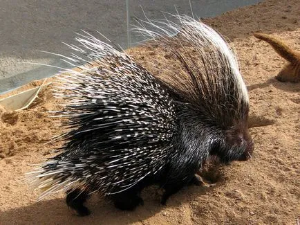 Porcupine crestate sau crestate descriere Porcupine, foto și video