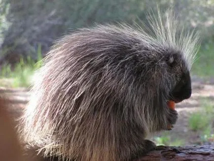 Porcupine, ahol él, mit eszik, hogyan szaporodik