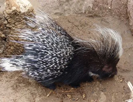 Porcupine crestate sau crestate descriere Porcupine, foto și video