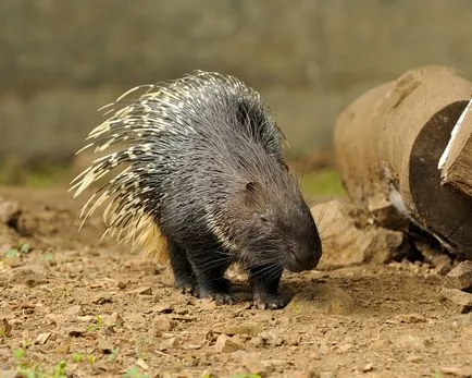 Porcupine crestate sau crestate descriere Porcupine, foto și video